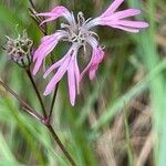 Silene flos-cuculi Flor