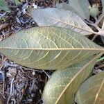 Rhodomyrtus locellata Leaf