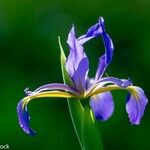 Iris spuria Flower