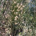 Baccharis sarothroides Flor