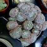 Sempervivum arachnoideum পাতা