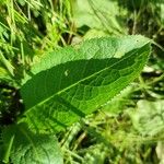 Serratula tinctoria Fuelha