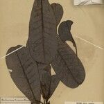 Campnosperma gummiferum Leaf