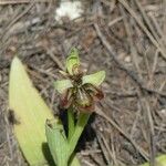 Ophrys × fernandii
