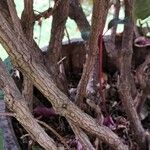 Fuchsia triphylla Bark