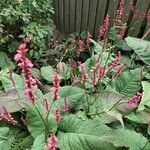 Persicaria orientalis Ліст