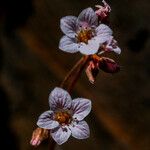 Jepsonia heterandra Fleur