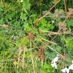 Pelargonium multibracteatum Fruit