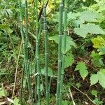 Equisetum laevigatum