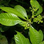 Psychotria racemosa Deilen