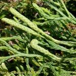 Lycopodium × issleri മറ്റ്