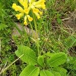 Primula verisFloare