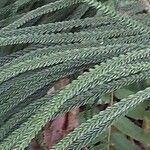 Araucaria scopulorum 葉