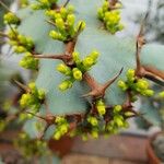 Euphorbia caerulescens