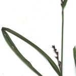 Scleria gaertneri その他の提案