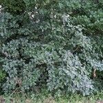 Sorbus intermedia موطن