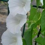 Calystegia silvatica Цветок