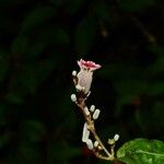 Paederia foetida Fiore