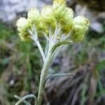 Helichrysum stoechas Blüte