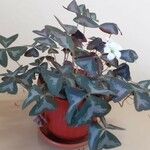 Oxalis triangularisBlatt