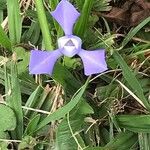 Cipura paludosa Blüte