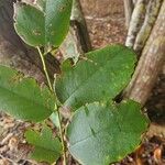 Dalbergia retusa Leaf