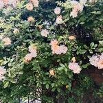 Rosa multiflora Λουλούδι