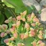 Kalanchoe daigremontianaКвітка