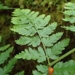 Dryopteris aemula Blad