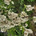 Acacia acanthaster Cvet