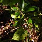 Hirtella paniculata Flor