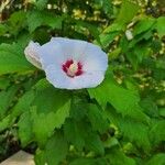 Hibiscus syriacusFlower