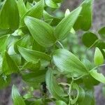 Asparagus asparagoides Blatt