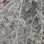 Fraxinus dimorpha Hoja