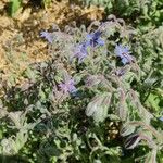 Borago officinalisപുഷ്പം