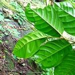 Coelocaryon preussii Hoja