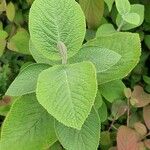 Viburnum lantana Folla