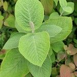 Viburnum lantana Levél