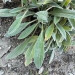 Phacelia hastata Folha