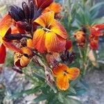 Erysimum cheiri Квітка