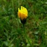 Scorzoneroides autumnalis Flower