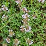 Thymus longicaulisKukka