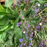 Limonium brassicifolium ফুল