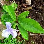 Brunfelsia uniflora Feuille