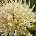 Telopea speciosissima Flower