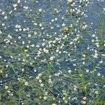 Ranunculus peltatus Habit