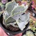 Kalanchoe rhombopilosa Blatt