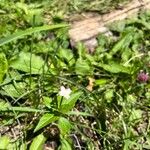 Epilobium parviflorumVirág