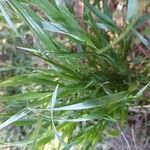 Ancistrachne numaeensis Hoja