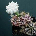 Gymnocalycium anisitsii Hábito